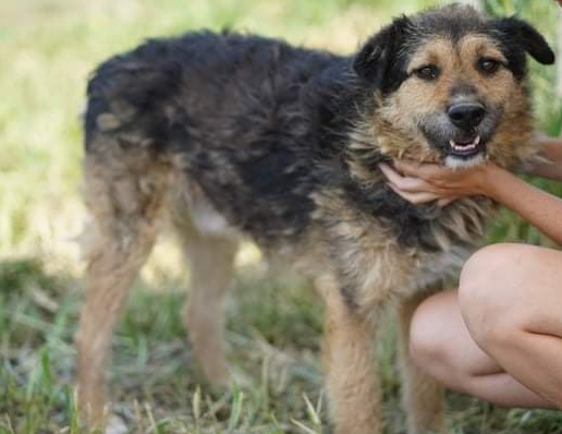 🍀BÄRCHEN🍀 menschenbezogener Kerl — Mischling — Tiere suchen &amp; finden