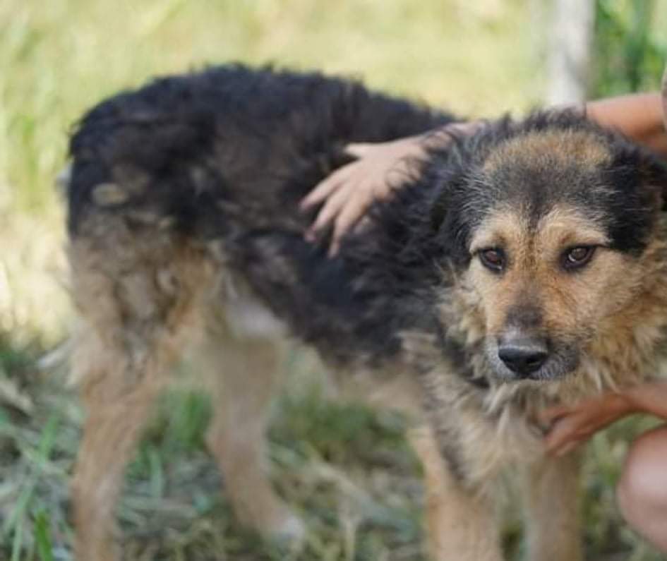 🍀BÄRCHEN🍀 menschenbezogener Kerl — Mischling — Tiere suchen &amp; finden