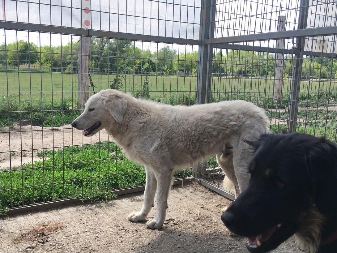 Tierhilfe Pfotentraum - Chance auf Leben e.V. — Linden — Tierheim,  Tierschutz, Tierheim in der Nähe - das sind unsere Partner — Tierheimat